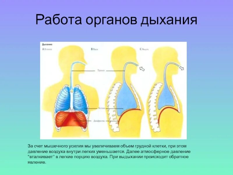 Давление воздуха при выдохе из легких. Работа органов дыхания. атмосферное давление в легких. давление в легких при вдохе. давление в легких при выдохе.