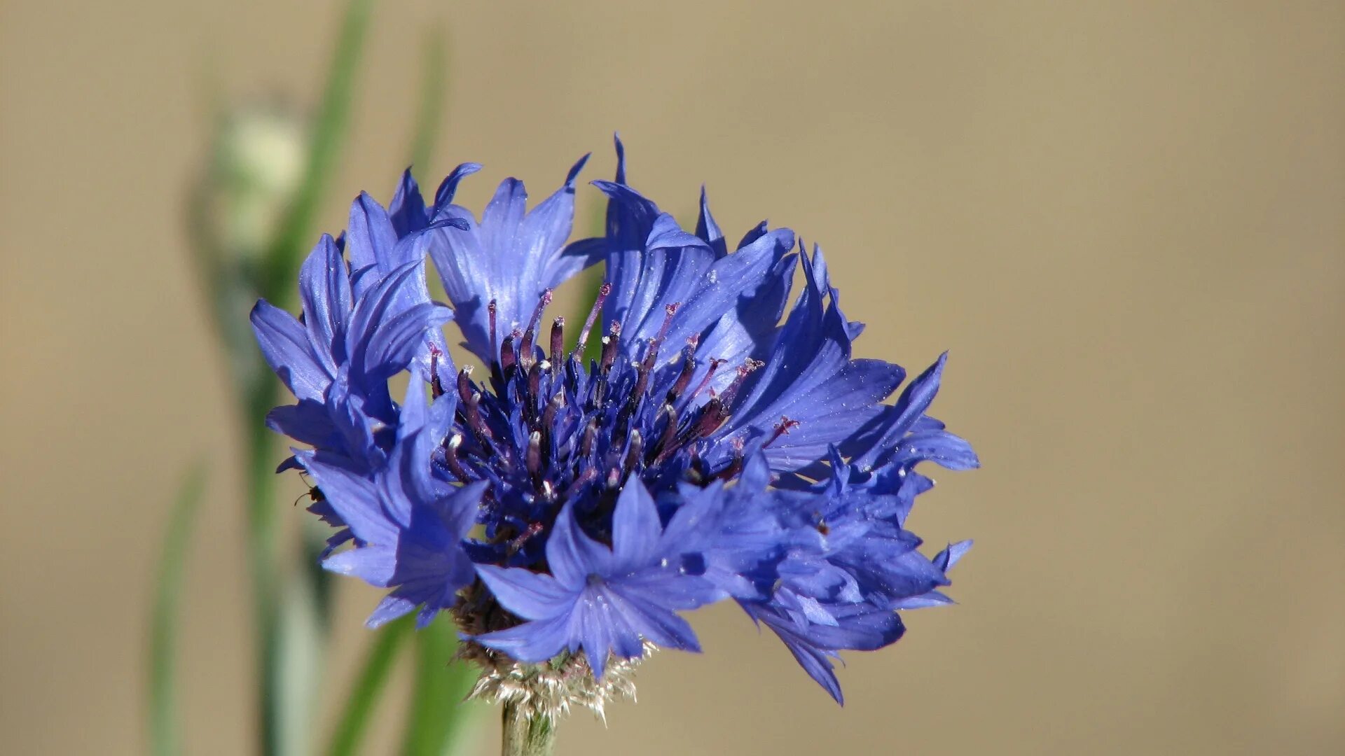 3 в 1 василек. Василек Рейнский. Василёк козий. Василек полевой Centaurea cyanus. Василек Лагуна.