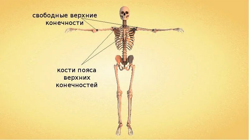 Скелет туловища скелет конечностей и их поясов. Скелет конечностей и их поясов презентация. Нога скелет для детей.