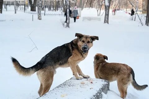 Уральские собака