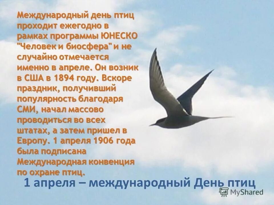 Птицы весной сочинение. День птиц. Международный день птиц. 1 Апреля Всемирный день птиц. Консультация день птиц.