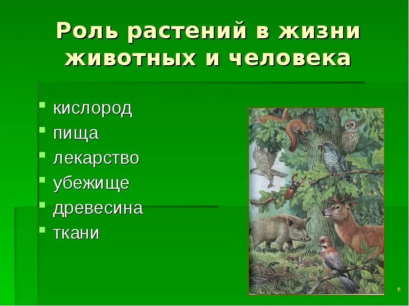 Роль растений для животных. Роль растений в жизни животных. Растения в жизни животных 1 класс. Ведущая роль растений в природном сообществе заключается