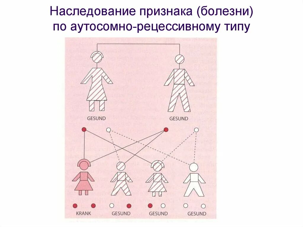 Наследственный круг. Аутосомно-рецессивный Тип наследования. Схема наследования. Наследование по аутосомно-рецессивному типу. Схема наследования ЦМС.