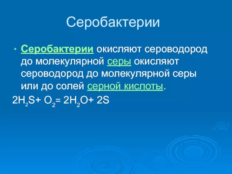 Серобактерии. Серобактерии строение. Окисление сероводорода. Сероводород окисляется.