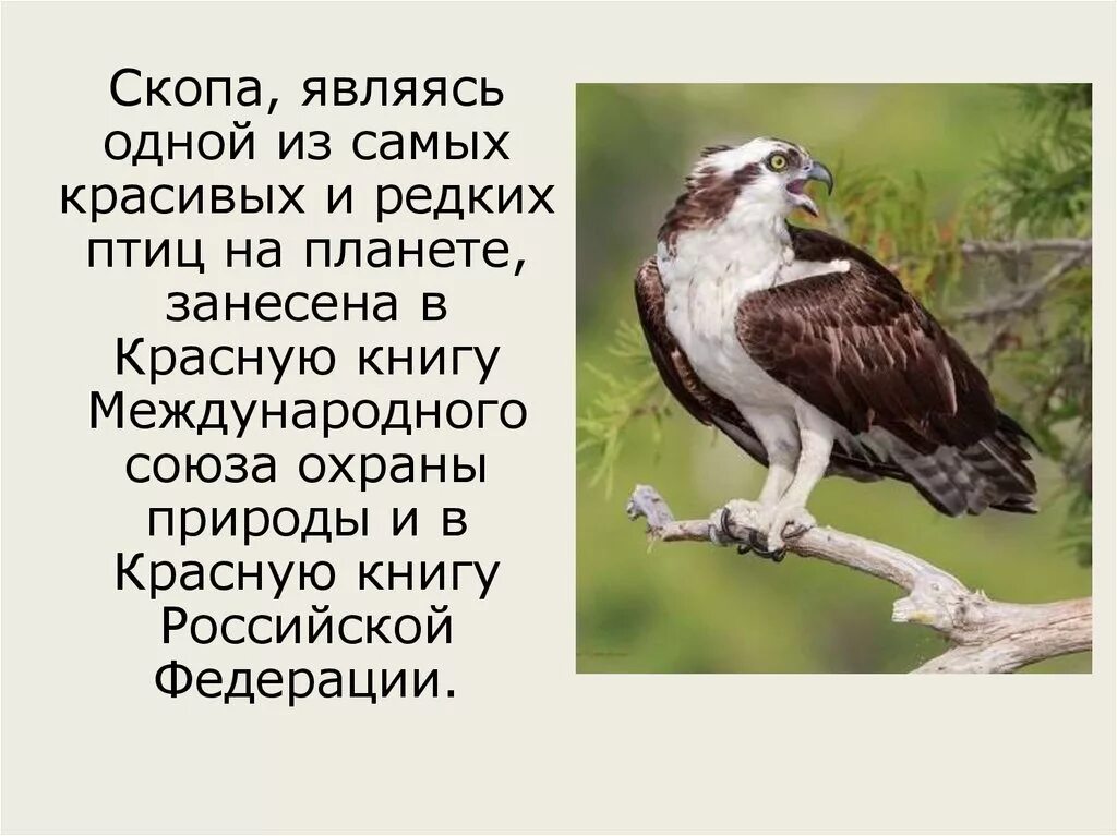 Скопа красная книга. Птицы красной книги. Скопа. Скопа занесена в красную книгу. Редкие птицы занесенные в красную книгу.