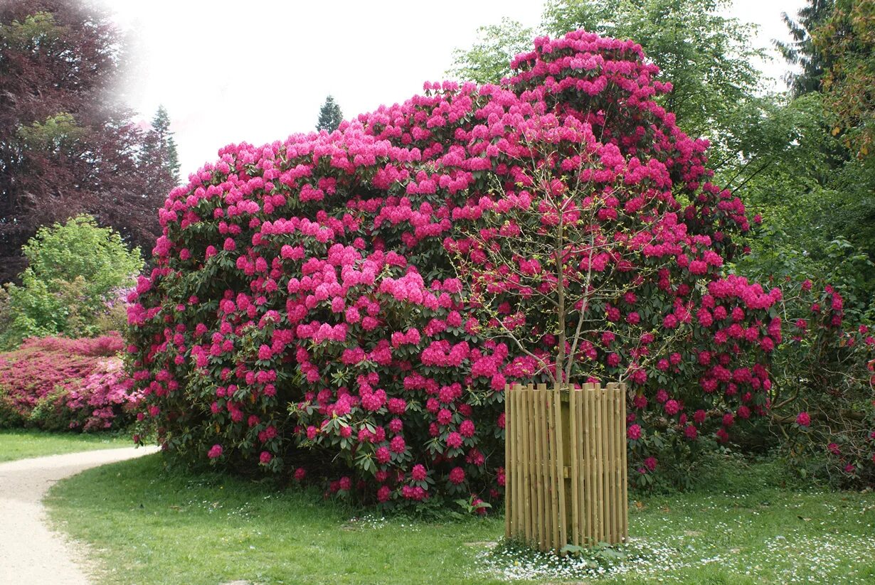 рододендрон цветет куст. кустарник дейция шершавая. скумпия кожевенная грейс. спирея рябинолистная. парк рододендронов софиеру.
