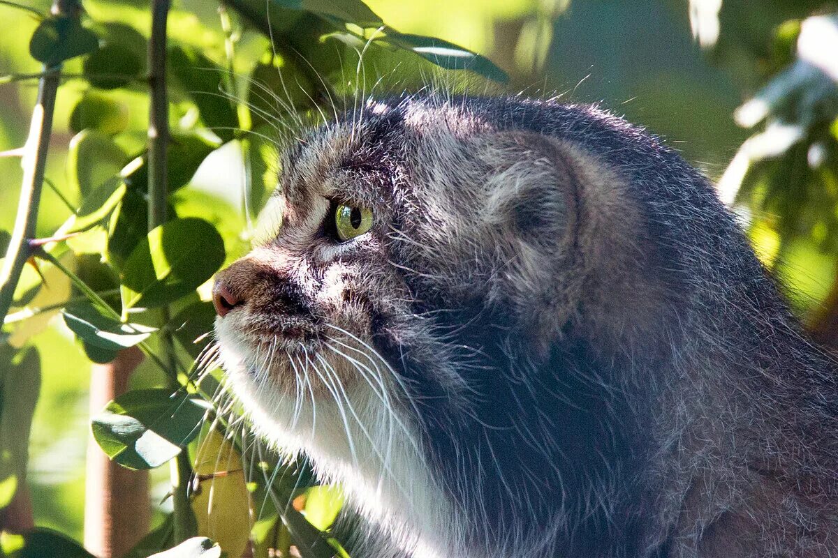 3) Главная / Твиттер Small wild cats, Pallas's cat, Kittens cutest