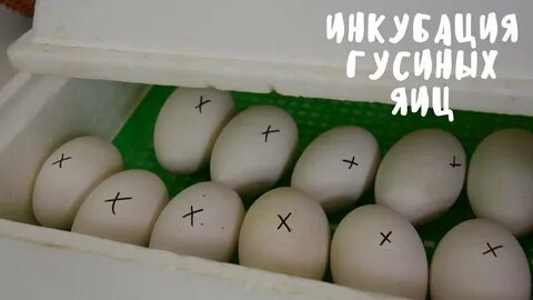 Инкубация гусиных яиц