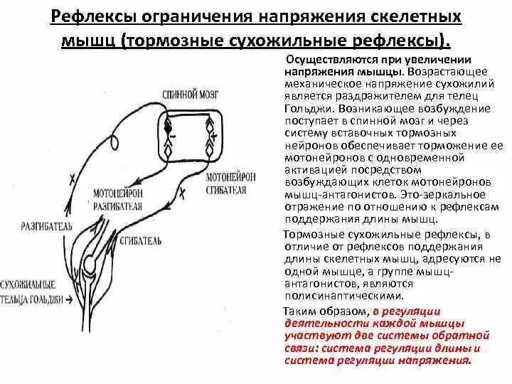 Рефлексы мышц. Сухожильные рефлексы физиология. Рефлексы поддержания длины скелетных мышц. Рефлекторная регуляция тонуса скелетных мышц. Регуляция напряжения мышц.