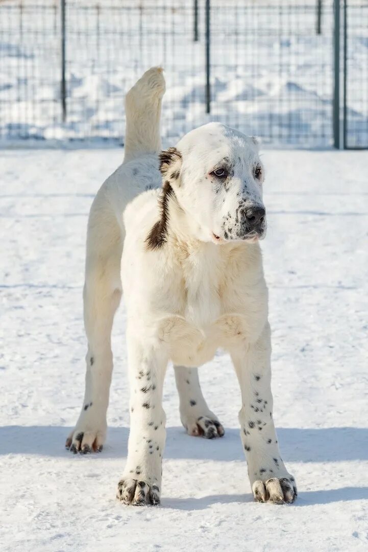 Белый лекарь. Белый лекарь. Белый лекарь фигаро собака взрослая. Питомник белый лекарь. Чистокровный туркменский алабай.