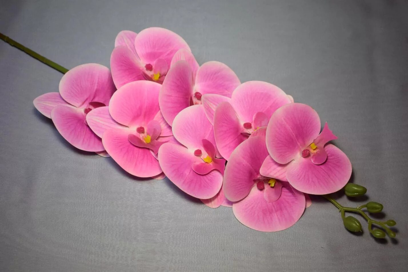 Орхидея 3. Орхидея 3d модель. Орхидеи 3d. Фаленопсис 3д модель. Орхидея 3d модель.