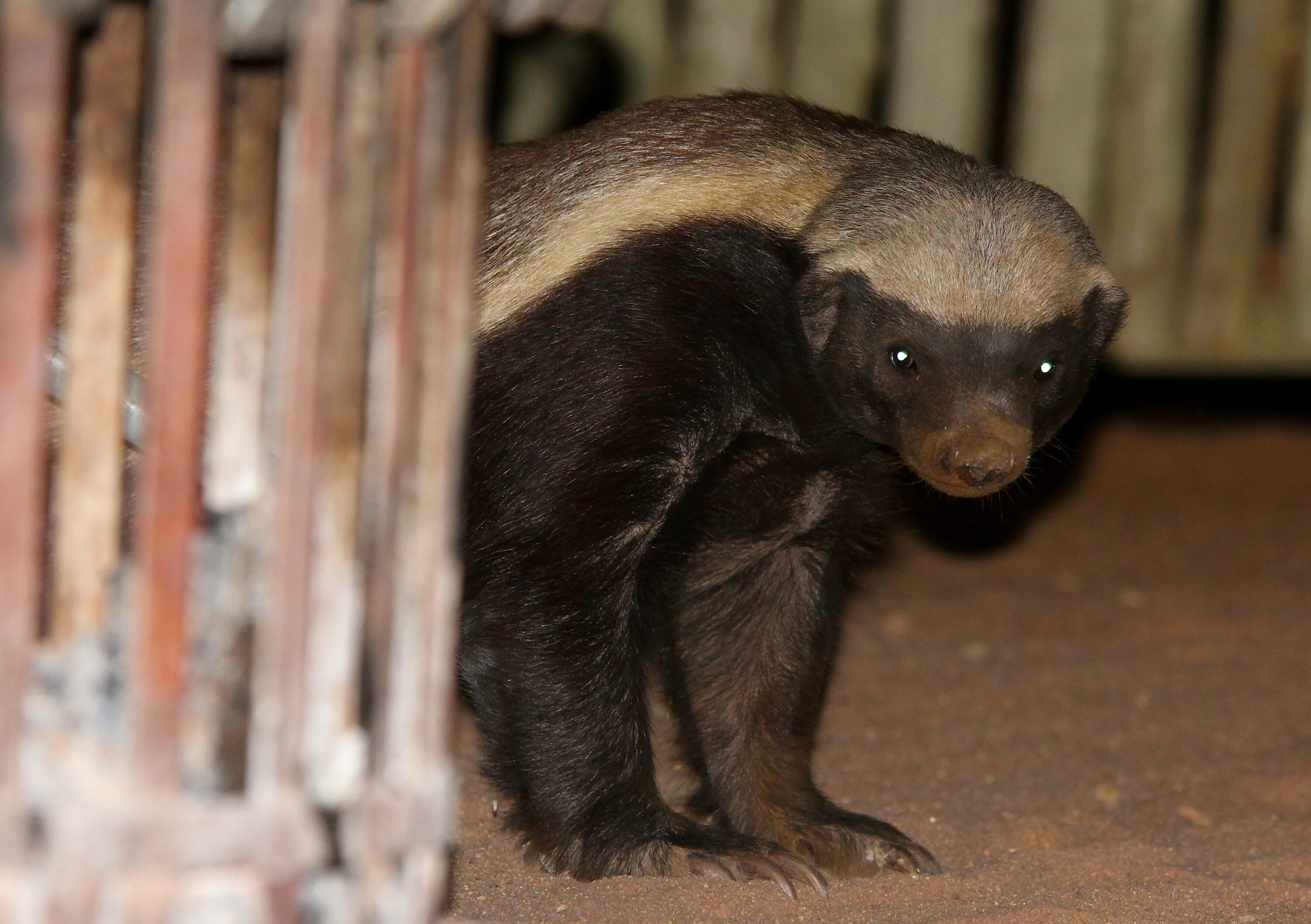 Honey Badger. Медоед. Медоед в зоопарке. Медведь медоед. Медоед стрим