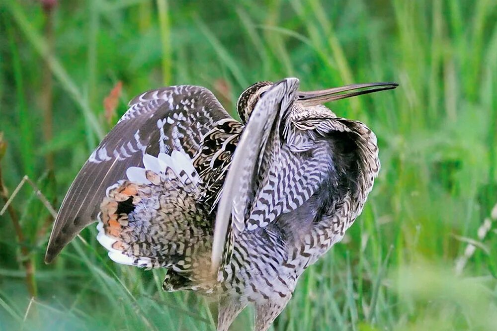 вальдшнеп птенец. токующий вальдшнеп. вальдшнеп. бекас обыкновенный птицы. вальдшнеп птица.