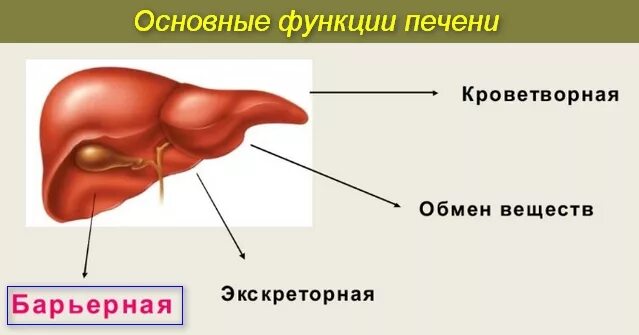 Печеночная колика. Желчная колика. Печеночная колика неотложка.