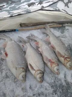 Рыболовное сообщество барнаул