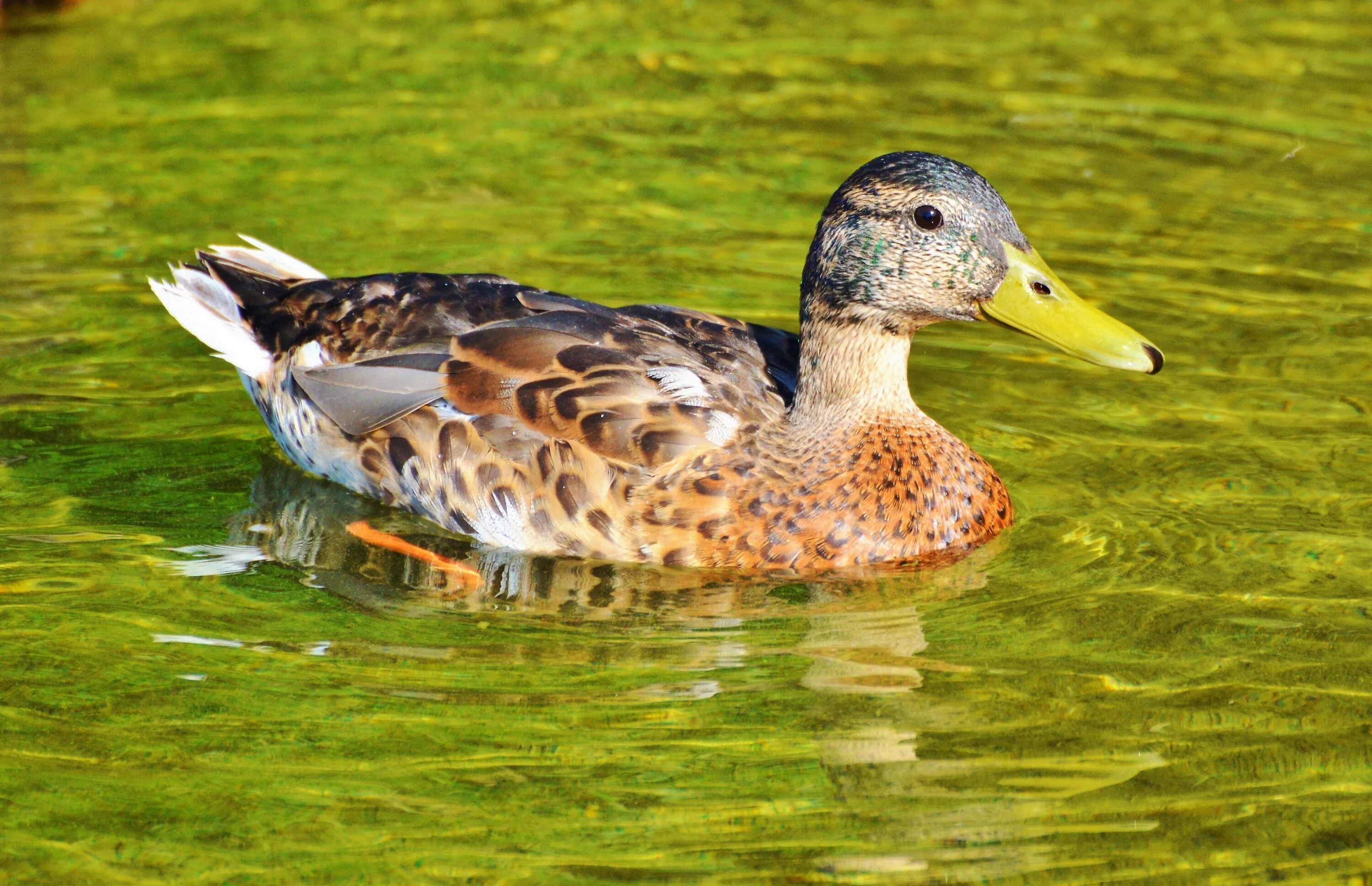 Good duck. Кряква чубарая. Утка кряква домашняя. Глазчатая кряква. Птица утка кряква.