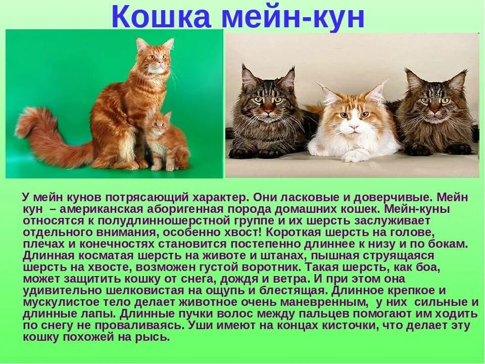 Мейн особенности породы. Кошка Мейн кун. Коты Мейн-куны характер. Мейн-кун описание породы. Кошки породы Мейн кун описание.