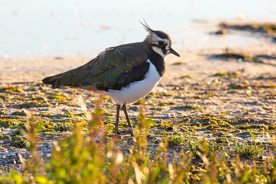 Чибис логотип. Чибис череповец. Чибис северодвинск. Чибис череповец. Чибис болотный.