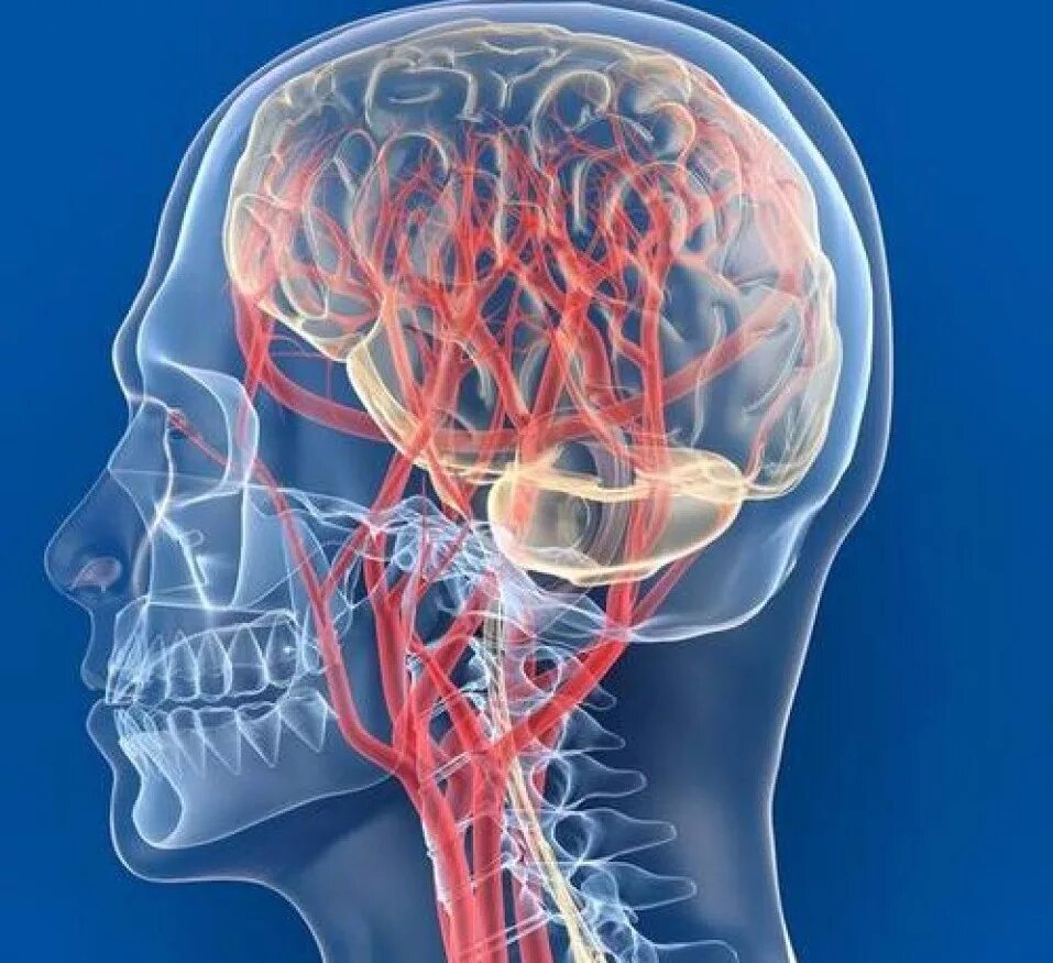 Сосуды головы и шеи. Кровообращение головного мозга. Кровеносные сосуды головы. Кровообращение головногомоз. Кровообращение народные средства