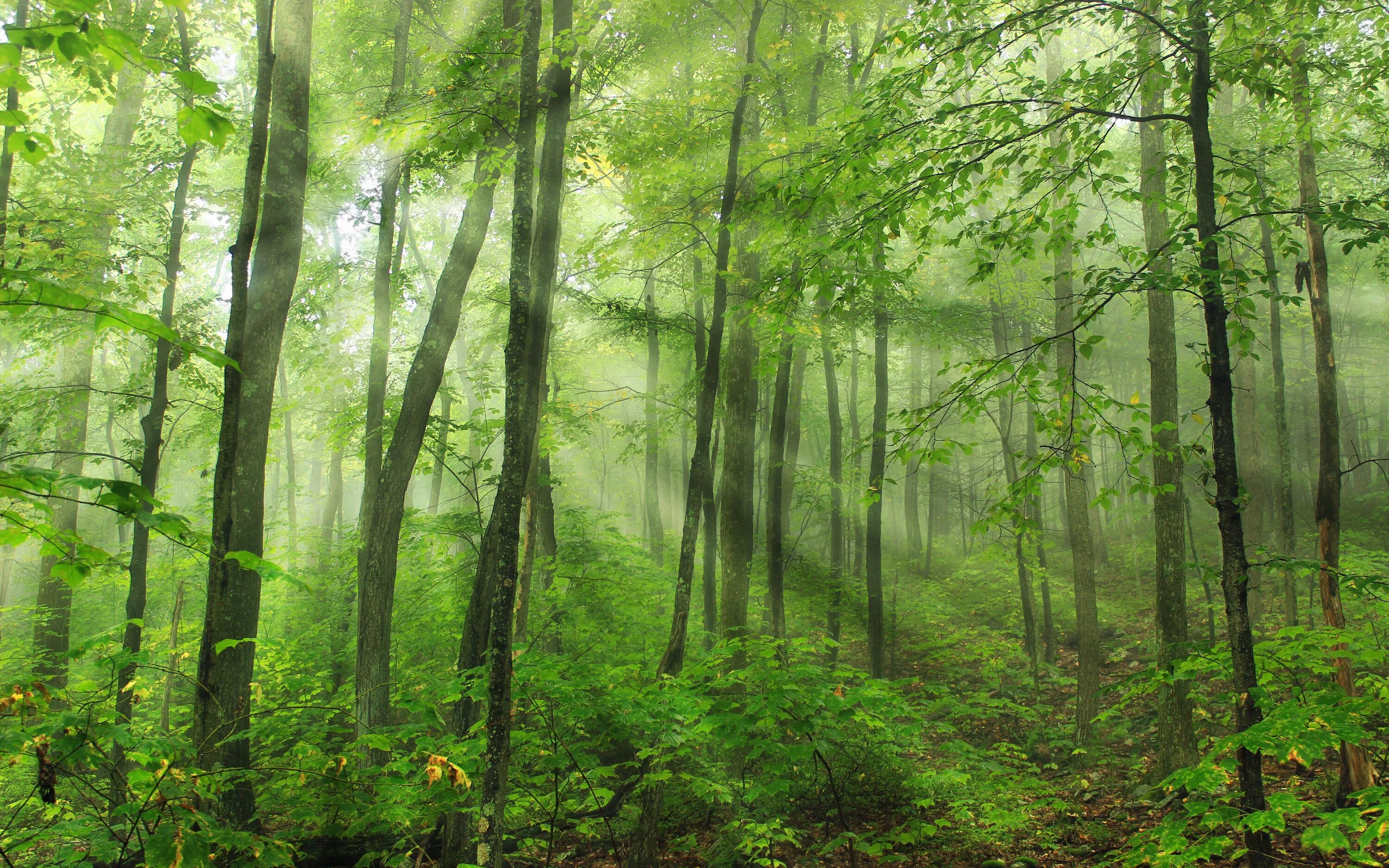 Forest clearing. Лиственный лес фото. Низкие деревья в лесу. Лиственный лес обои. Гаче фон лес с деревьями.