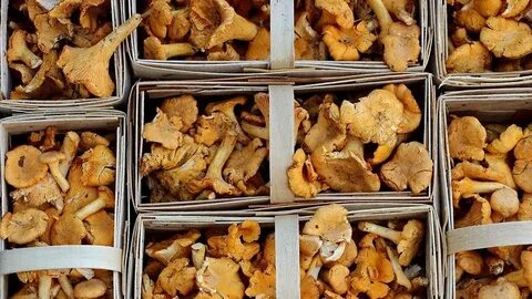 Сколько можно хранить в холодильнике свежие лисички