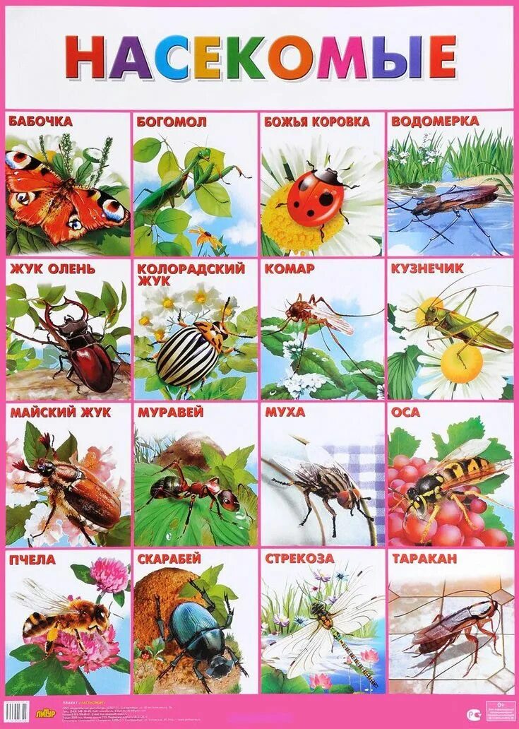 Календарное по теме насекомые. Насекомые для дошкольников. Плакат. Насекомые. Насекомые плакат для детей. Насекомые с названиями для детей.