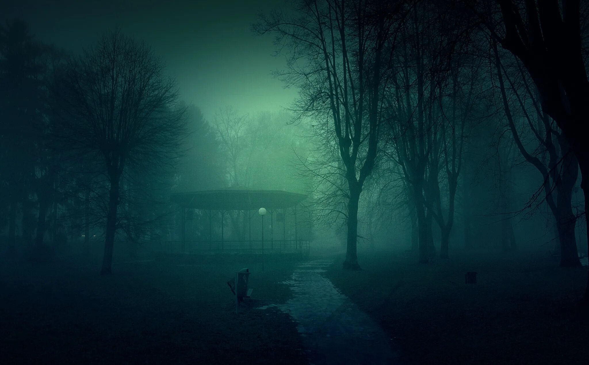 Лес на рабочий стол. Жуткий лес. Форест псай транс. Janek sedlar фотограф. Осень в лесу.