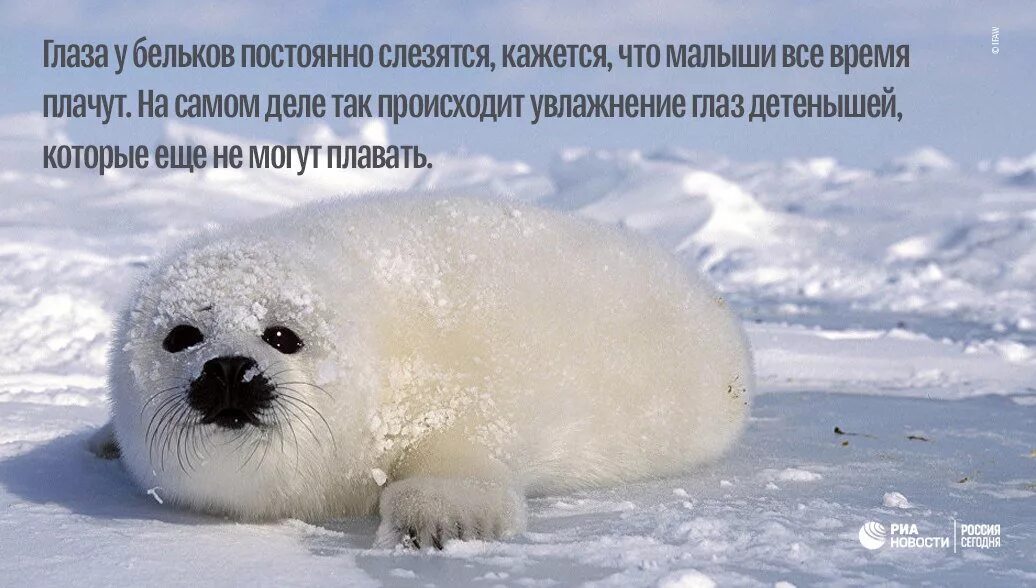 Международный день защиты бельков. Международный день защиты белька. Международный день Бельков. Факты о нерпе. Гренландский тюлень.
