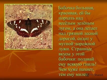 Порхающая бабочка словосочетание