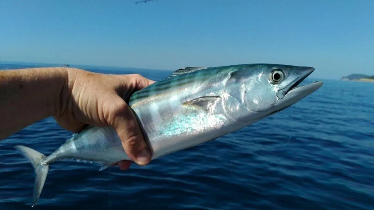 Рыба пеламида бонито. Атлантическая пеламида. Атлантическая пеламида рыба. Атлантическая пеламида рыба. Пеламида рыба черноморская.