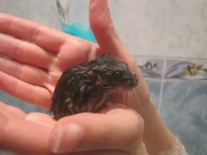 Можно купать джунгарика в воде