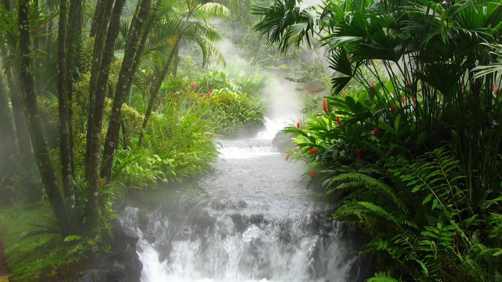 Jungle river