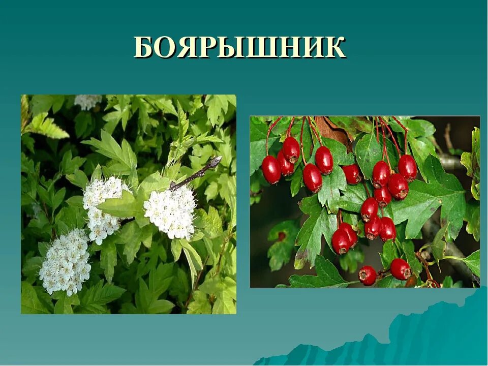 Кустарник дикорастущий названия 2 класс. Дикорастущие кустарники краснодарского края. дикорастущие деревья и кустарники краснодарского края. дикорастущие кустарники названия. кустарники нашего края.