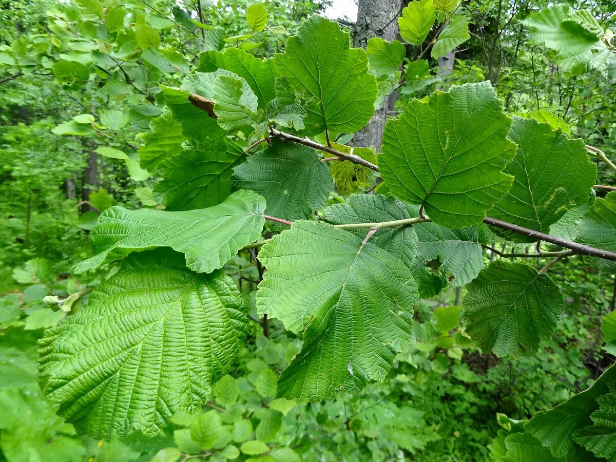 Ольха волосистая. Ольха пушистая (Alnus hirsuta). Ольха серая Alnus incana дерево. Ольха волосистая (Alnus hirsuta).