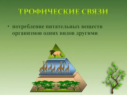 Трофического уровня на другой