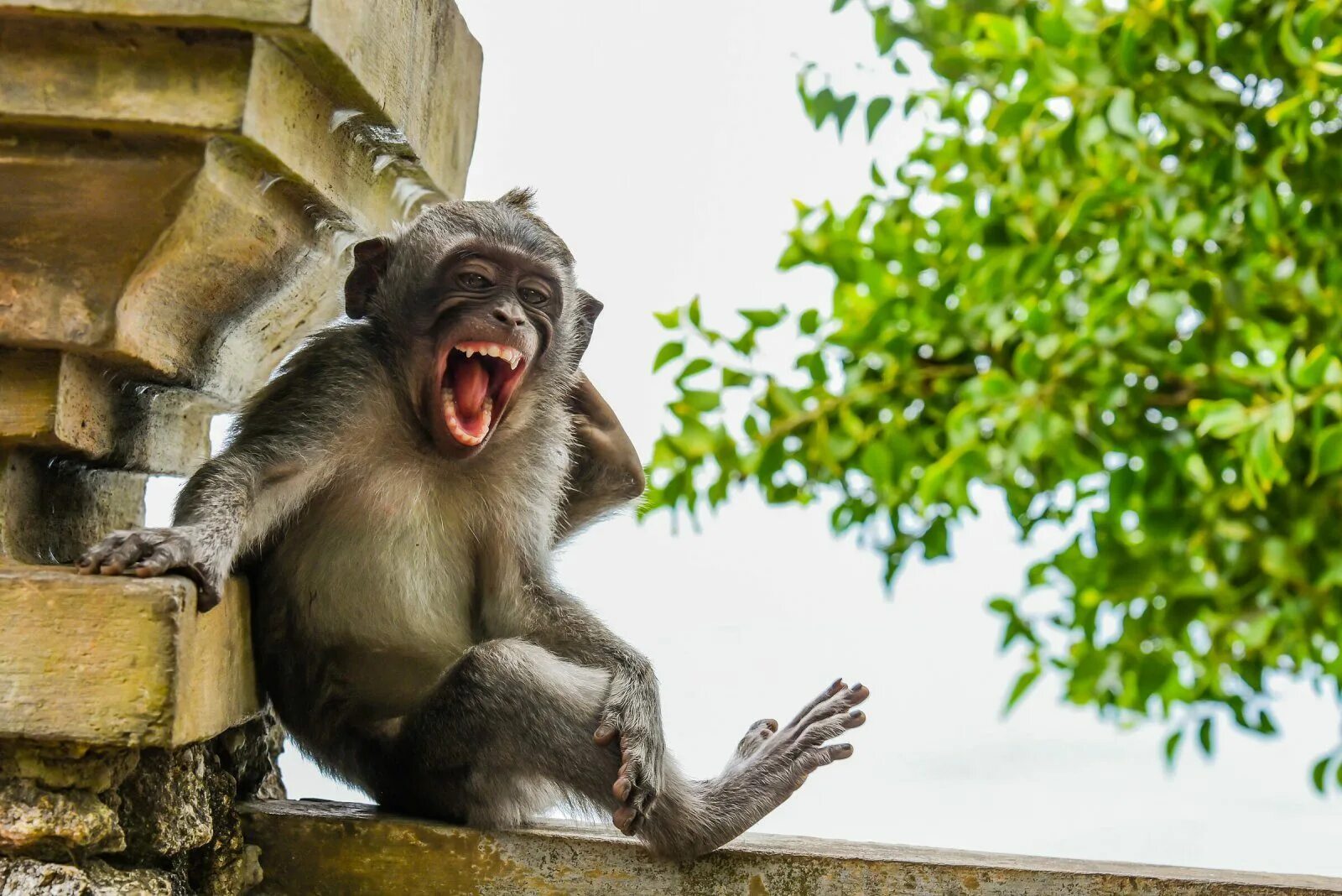 Веселые картинки. Конкурса comedy Wildlife Photography Awards. Смешное животное. Смешные картинки. Забавные картинки.