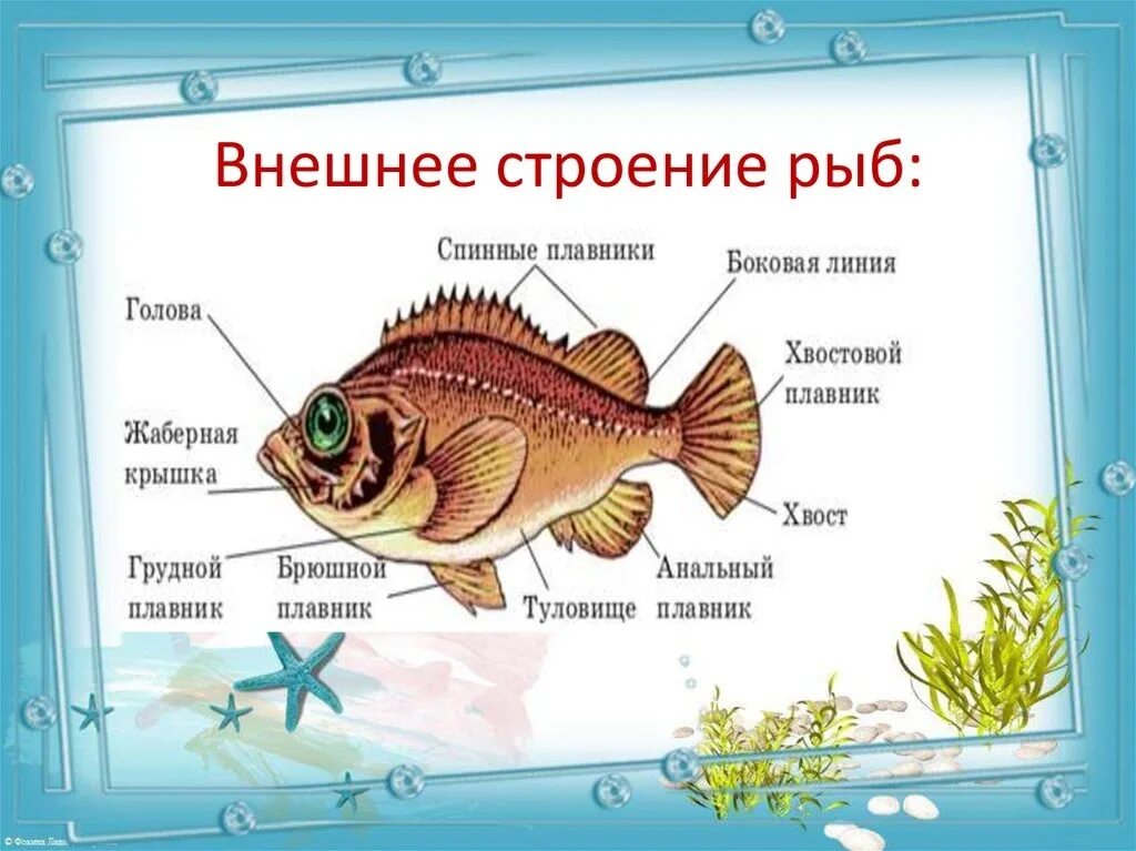 Строение рыбы для дошколят. Строение рыбы для детей. Строение рыбы для дошкольников. Строение рыбы схема для детей.