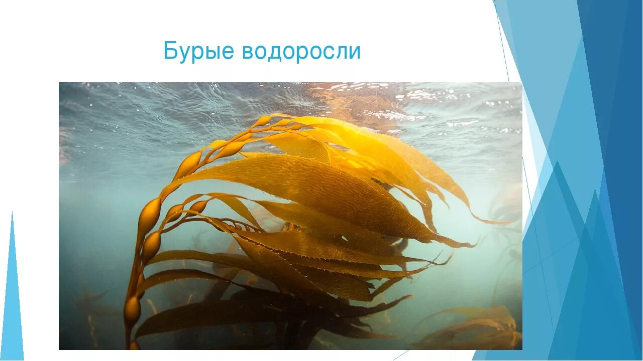 Водоросль бурая корень. Ламинария ризоиды. Ягодоносный саргассум. Водоросль бурая корень. Бородатая водоросль – цистозейра.