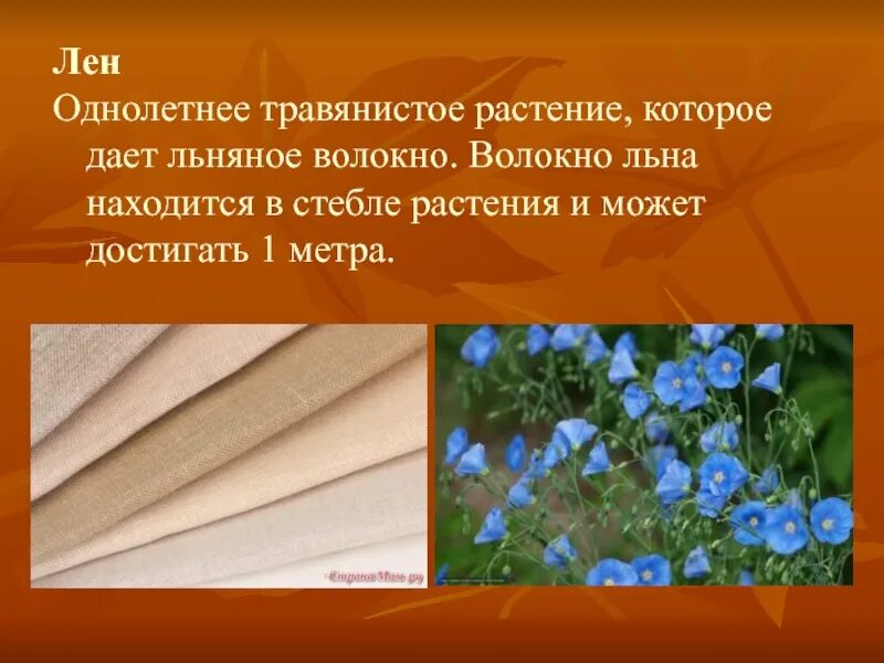 Для чего применяется лен. Лён долгунец стебель волокна. лен это однолетнее травянистое растение. лён растение для ткани. волокна хлопка и льна.
