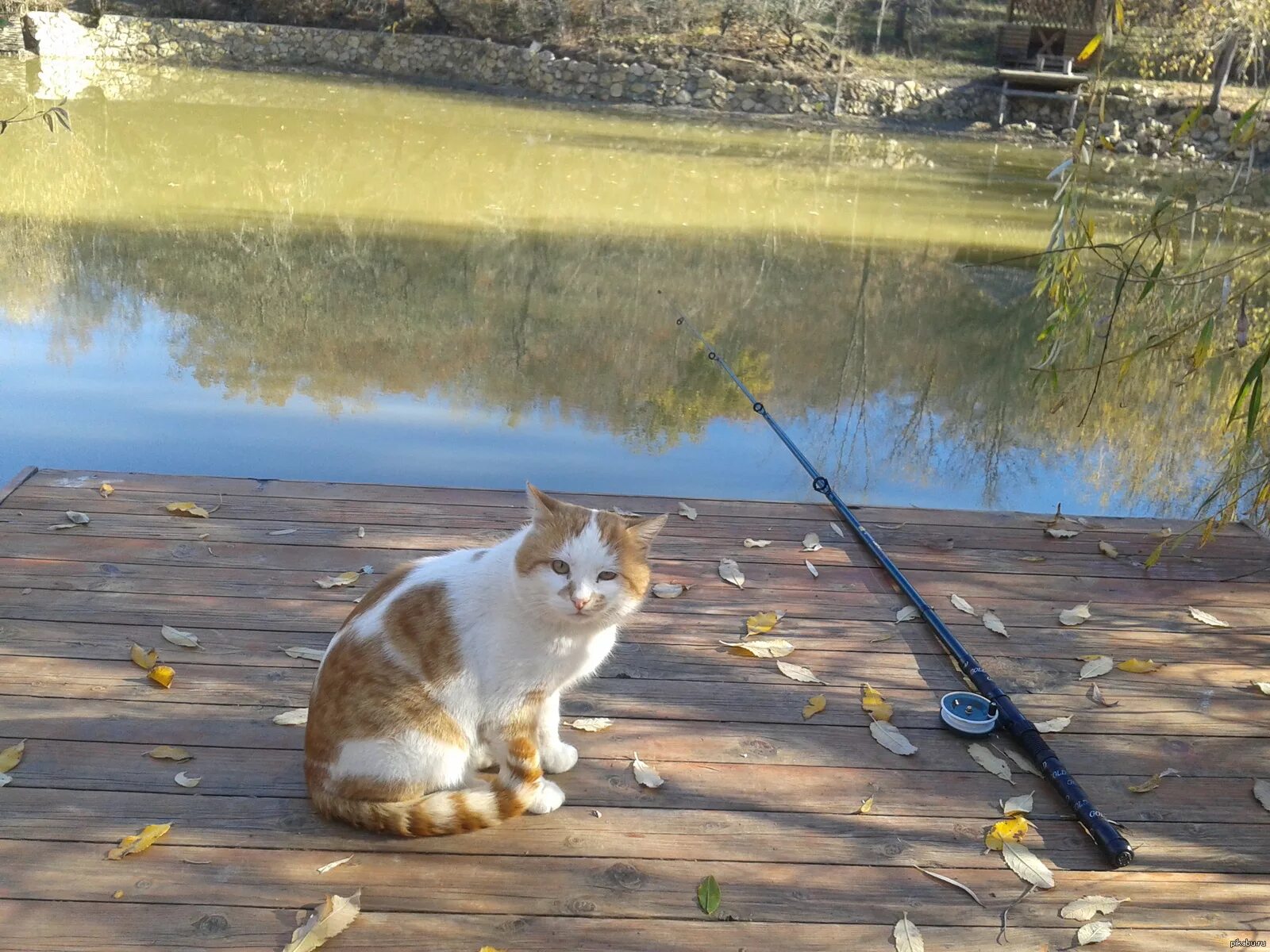Жадно ловлю. Кот на рыбалке. Кот Рыбак. Кот ловит рыбу. Кот с удочкой.