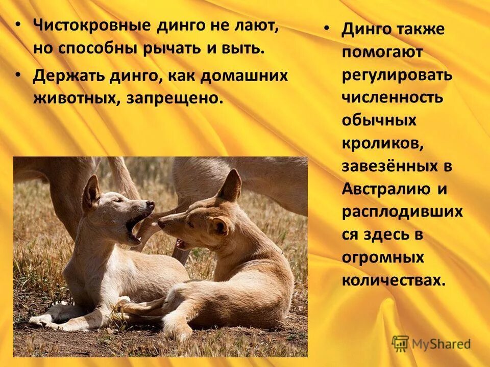 динго краткое описание. динго порода собак. собака динго описание. собака динго в австралии. собака динго презентация.