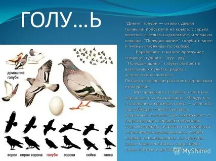 Голуби анализ