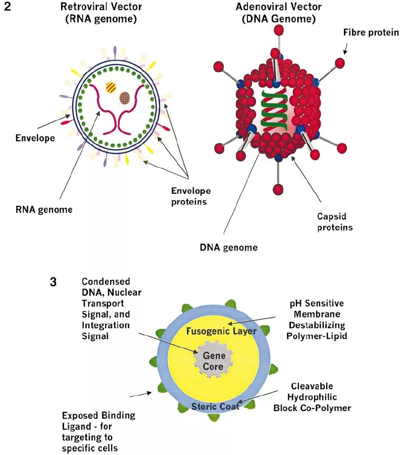 Ретровирусы. Ретровирусы и аденовирусы. Ретровирусы характеризуются. Семейство ретровирусов. Getting viruses