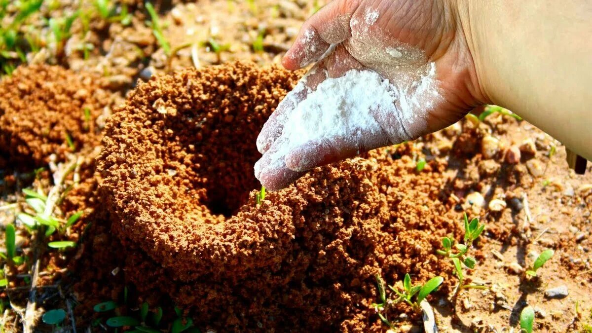 Пшено от муравьев на огороде. Борьба с муравьями на огороде. Муравьи как избавиться в огороде. Как избавиться от муравьев на участке самый эффективный способ.