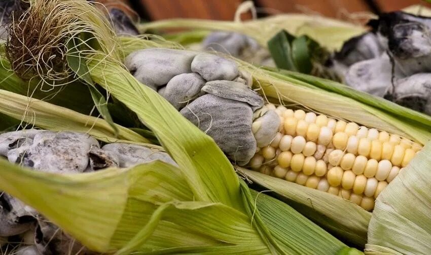 Как происходит заражение зерновых культур головневыми грибами. Головня кукурузы. Пыльная Головня кукурузы. Пузырчатая Головня кукурузы меры. Кладоспориоз кукурузы.