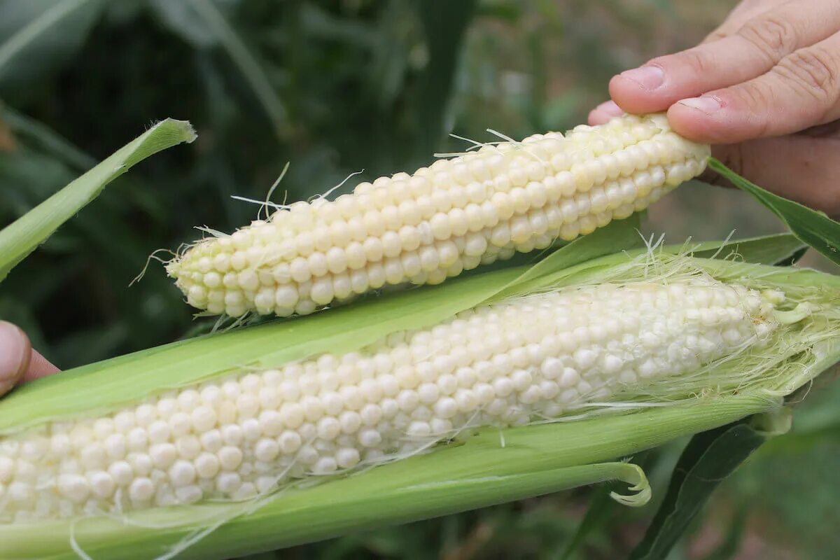 Замачивать ли кукурузу