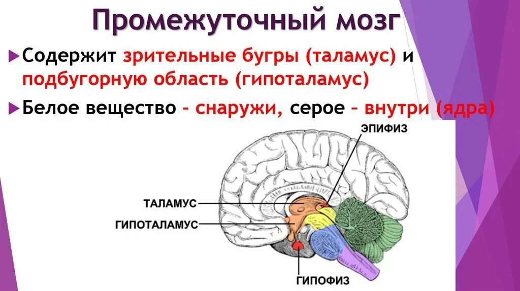Функции структур промежуточного мозга. Гипофиз эпифиз таламус. промежуточный мозг наружное строение. промежуточный мозг строение и функции метаталамус. головной мозг строение промежуточный.