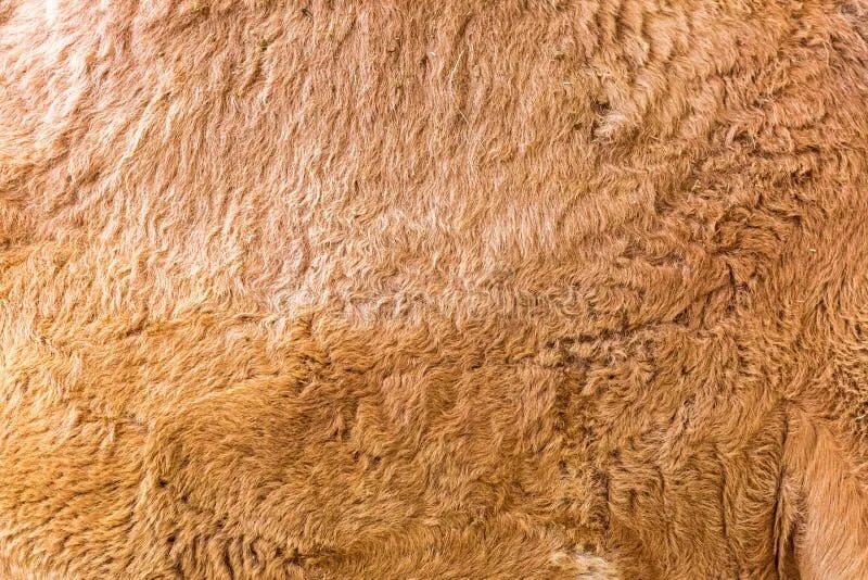 Camel шерсть. Мех верблюда. шерсть верблюда. шерсть верблюда фактура.