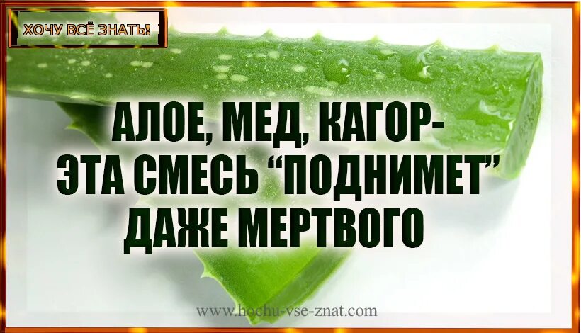 Смесь лечебная : алоэ, кагор, мед. Алое, мед, кагор — эта смесь “поднимет” даже мертвого. Алоэ мед кагор эта смесь поднимет даже мертвого. Алоэ мед кагор. Рецепт настойки алоэ кагор