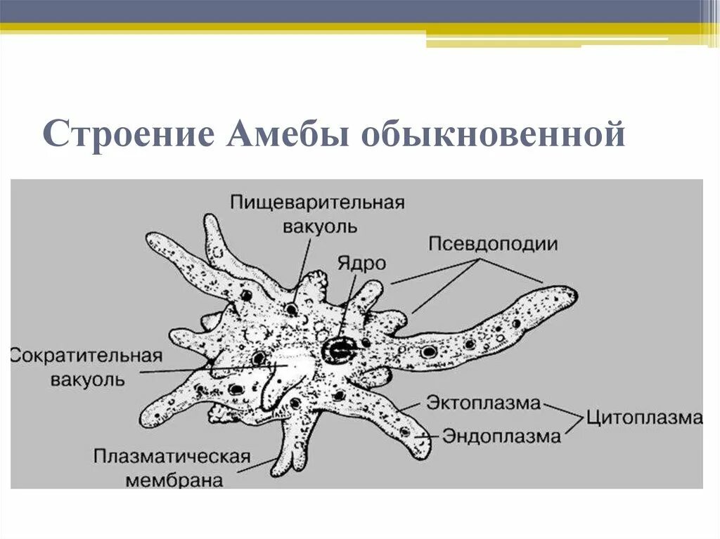 Какой цифрой обозначена на рисунке стадия амебы. Строение амебы обыкновенной. строение амебы протей amoeba proteus. строение амебы 7. строение амебы протея схема.